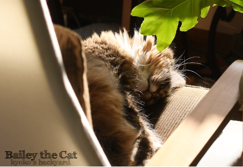 猫の特技 Kyoko S Backyard アメリカで田舎暮らし