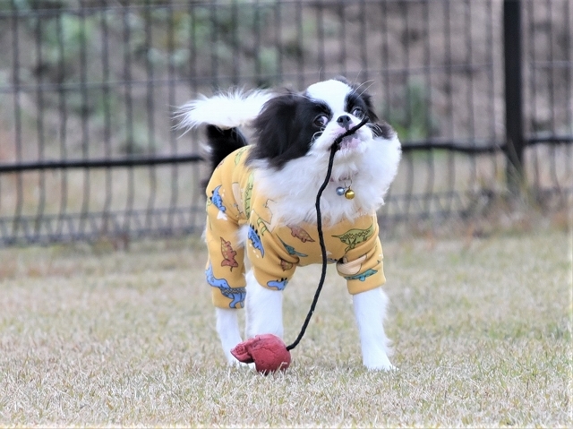 大晦日は「らしい」写真で_d0360206_20011498.jpg