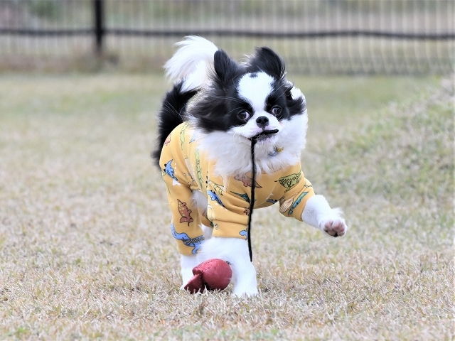 大晦日は「らしい」写真で_d0360206_20012113.jpg