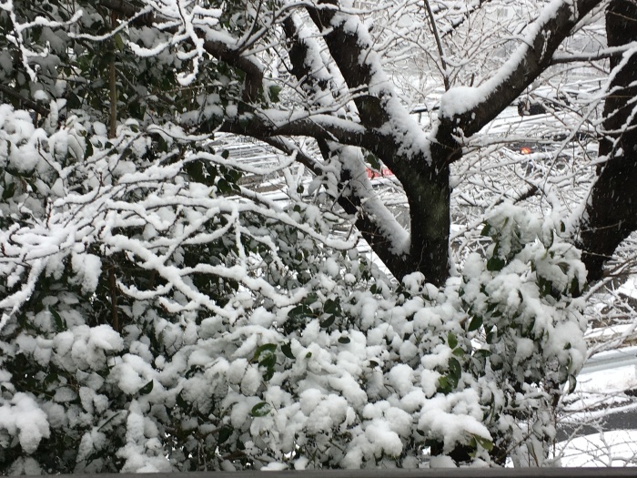 初雪が降りました_b0076334_20233243.jpeg
