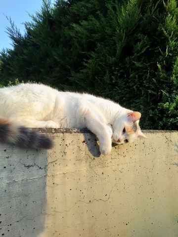大晦日の猫_d0006400_01064881.jpg