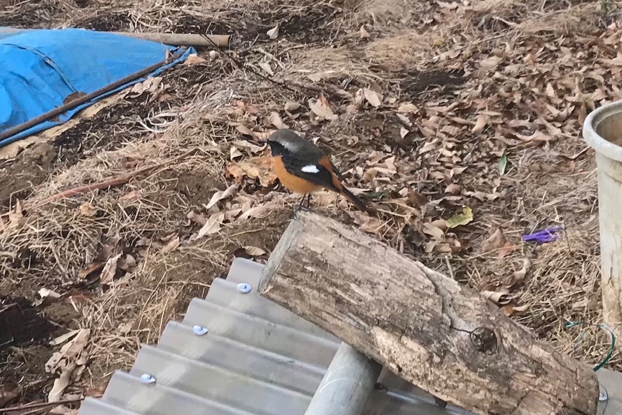 嬉しい！ジョウビタキのピイちゃんが帰ってきた12・31_c0014967_14502798.jpg