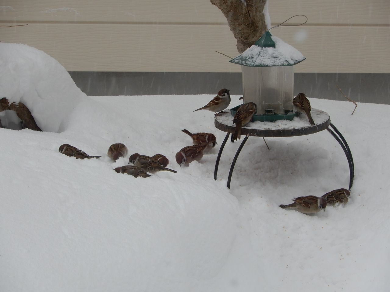 豪雪で明けた寅年_c0025115_22361885.jpg