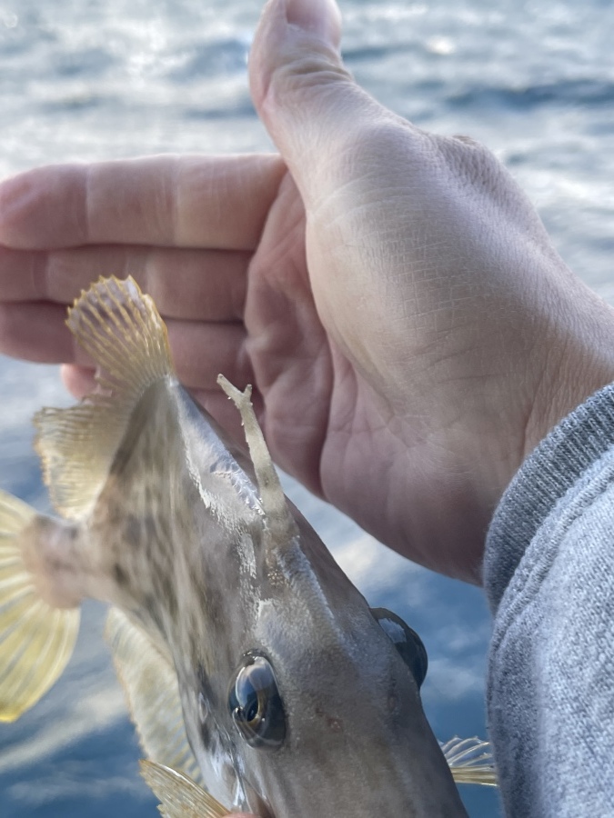 1月1日 カワハギ便 92枚_d0335966_18323377.jpeg