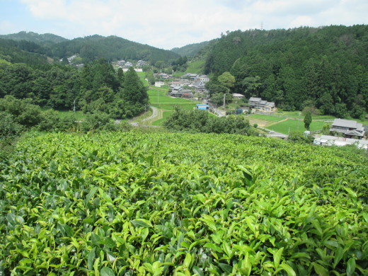 お茶の機能性、β-カロチン_c0245138_22412760.jpg