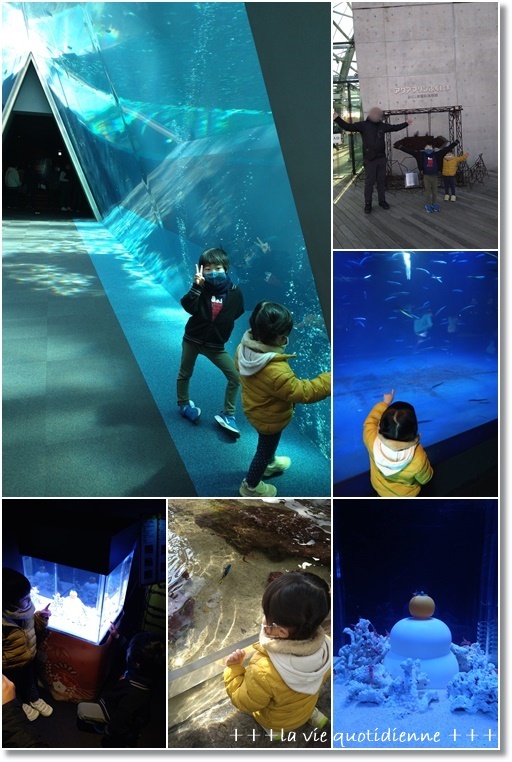 【いわき市】水槽の目の前で御寿司が食べれる!環境水族館☆アクアマリンふくしま♪_a0348473_10523012.jpg