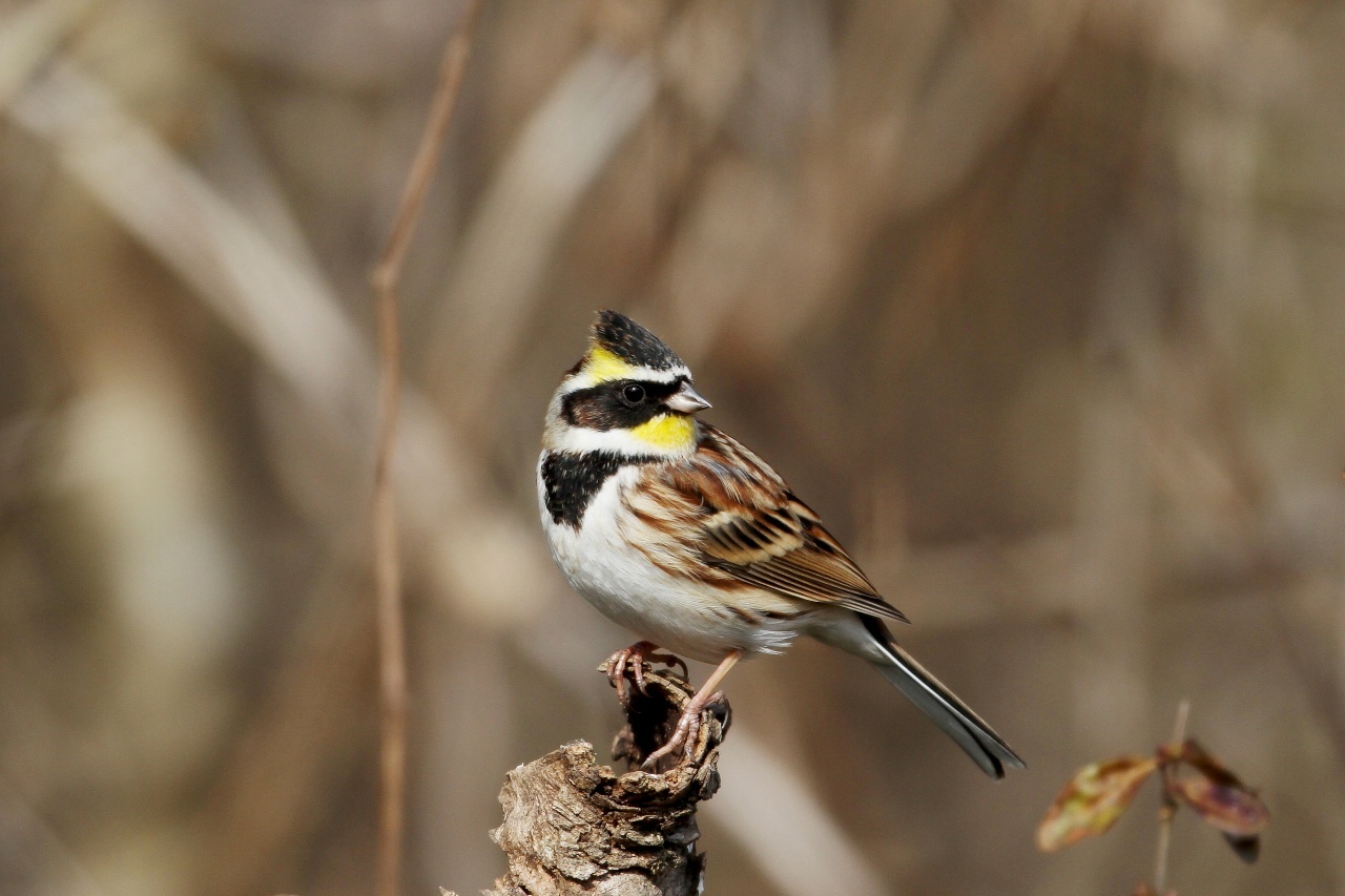 河川敷のミヤマホオジロ ｔ ｈの野鳥写真