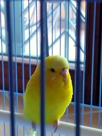 可愛い動かなインコPたん_d0006400_00310786.jpg