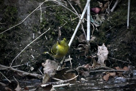 身近でみかける黄色い小鳥（カワラヒワ、マヒワ、アオジ）_e0134713_19373299.jpeg