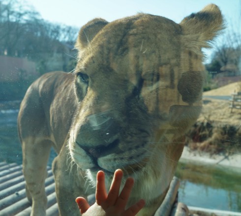 Lion Bus ＠ Tama Zoo / Mt.Fuji_f0006713_20245789.jpg