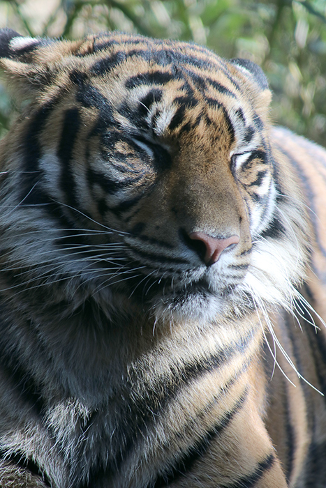 横浜ズーラシア動物園_b0049843_14364112.jpg