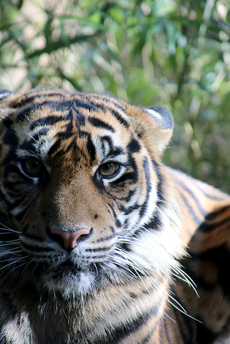 横浜ズーラシア動物園_b0049843_14372156.jpg