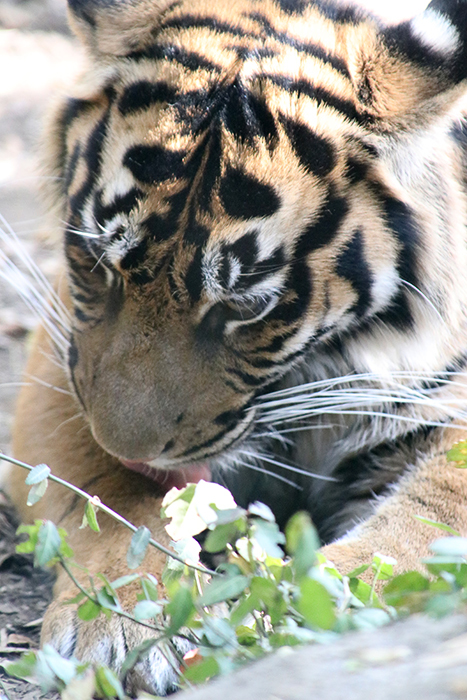 横浜ズーラシア動物園_b0049843_14373188.jpg