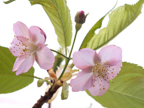 初春の桜と蝋梅_e0413146_12115746.jpg