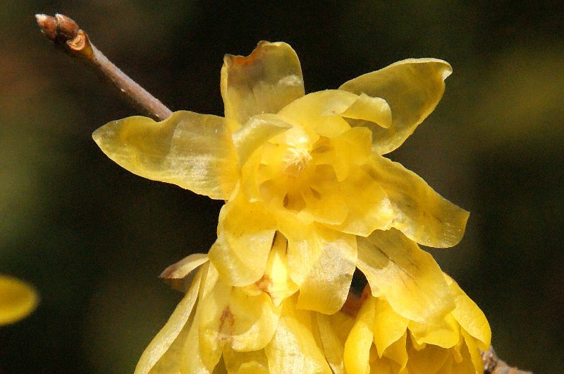 お正月っぽい 黄色 金色 の花 さんじゃらっと ｂｌｏｇ２