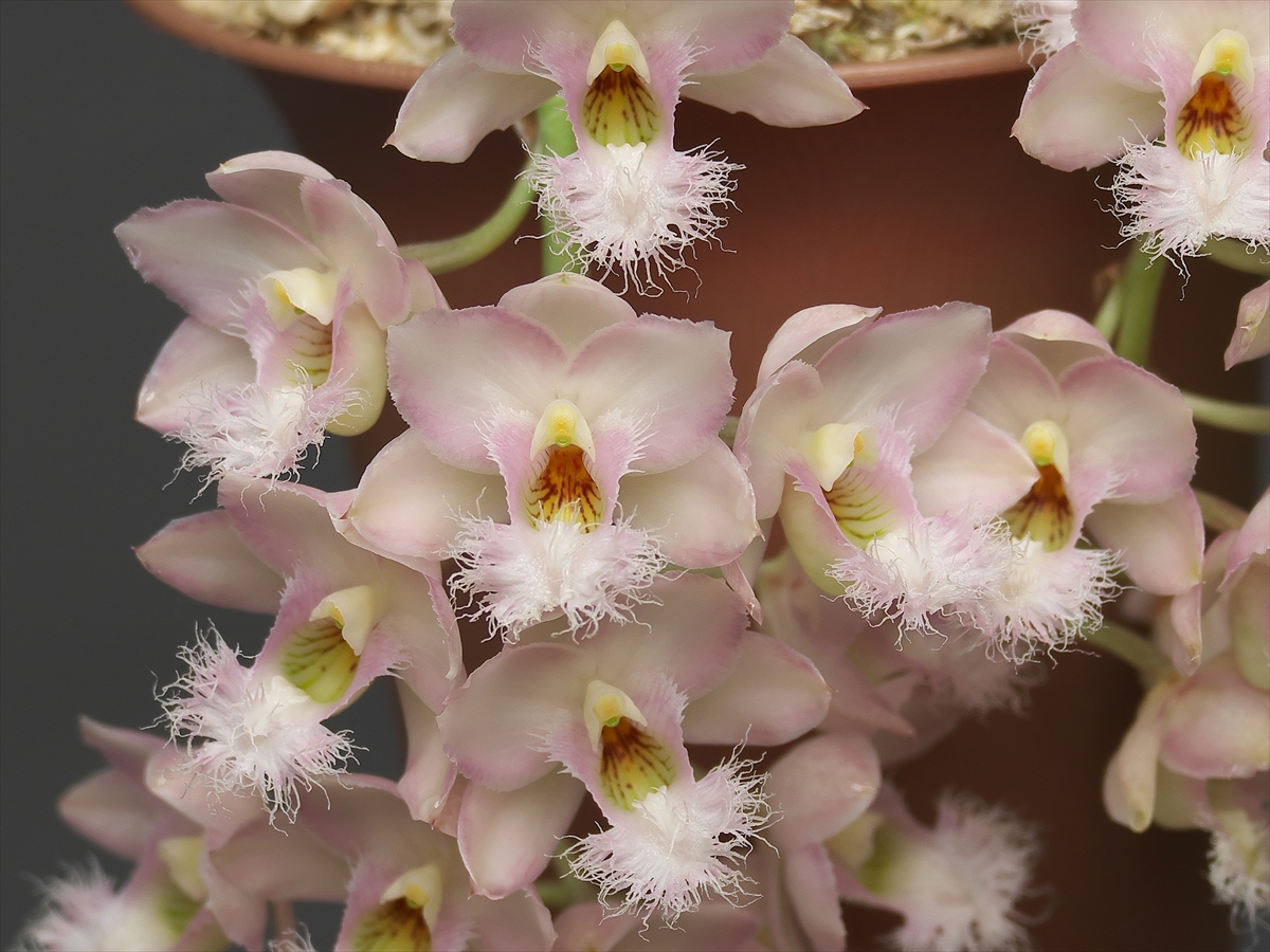 Clowesia (Cl.) Grace Dunn 'Beaver Valley' : 花咲かじいちゃん Clowesia (Cl.) Grace Dunn 'Beaver Valley' : 花咲かじいちゃん