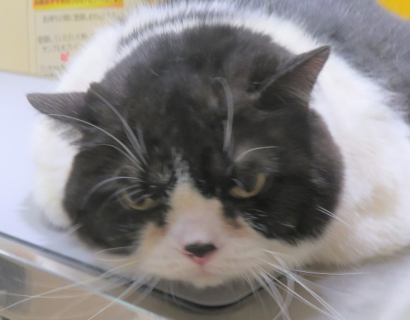 1月4日の写真_c0174644_16454654.jpg