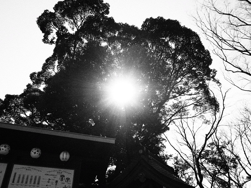 【Photo日記】モノクローム：検見川神社の新春_b0008655_17240791.jpg