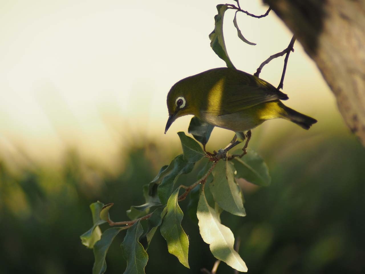 久しぶりの鳥たち_b0021375_20325613.jpg