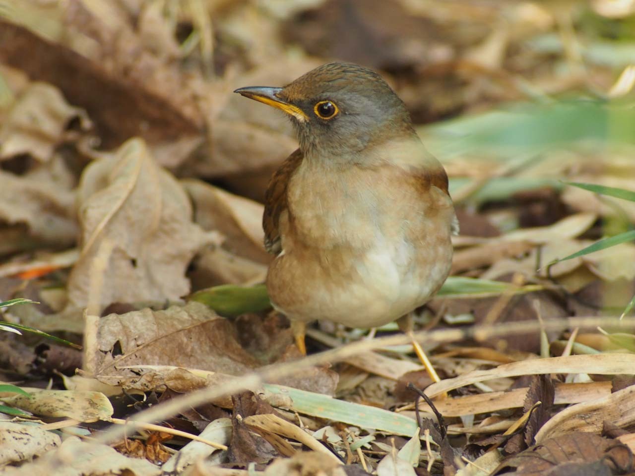 久しぶりの鳥たち_b0021375_20334566.jpg