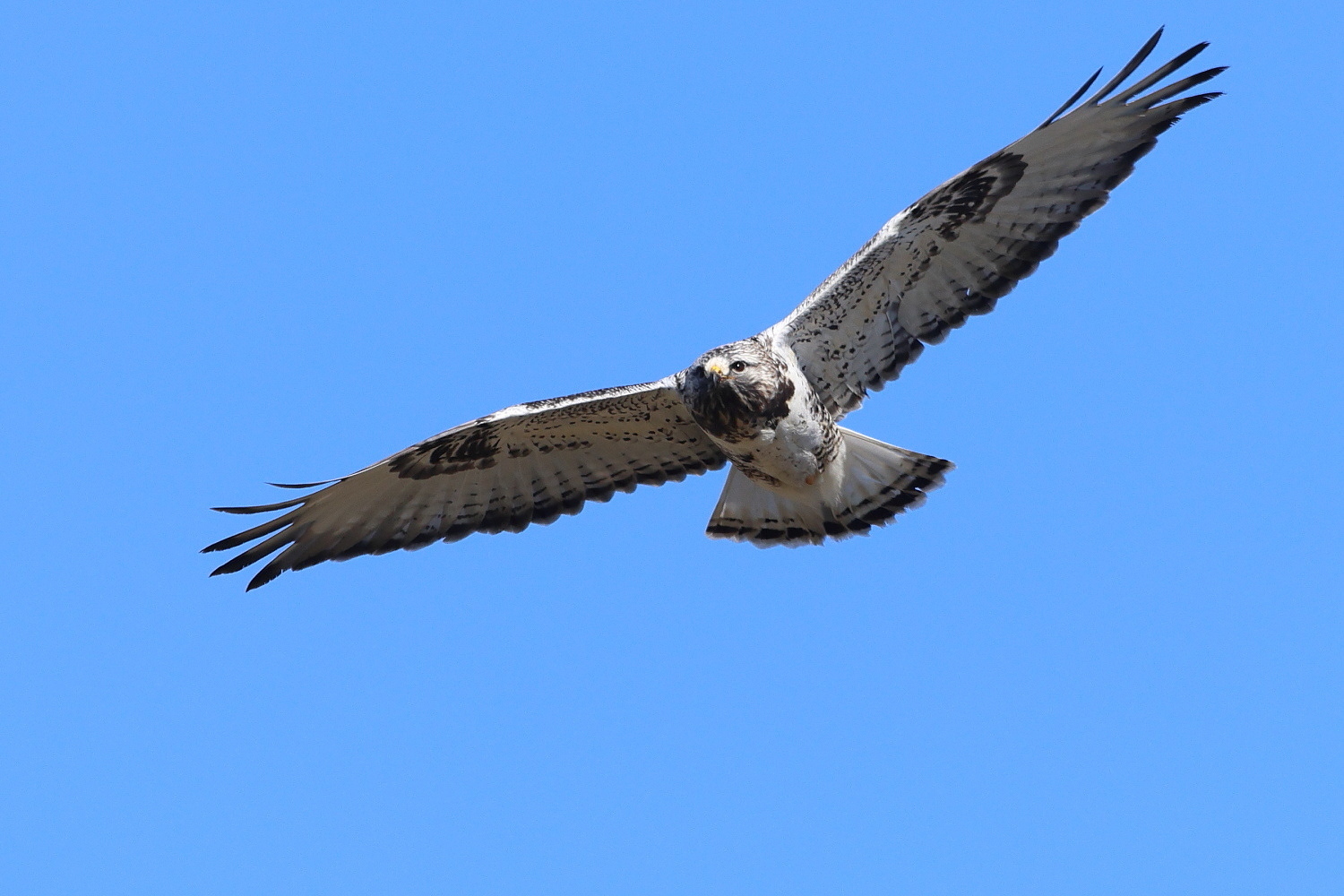 ケアシノスリ 成鳥に会えた !_f0369315_23014843.jpg