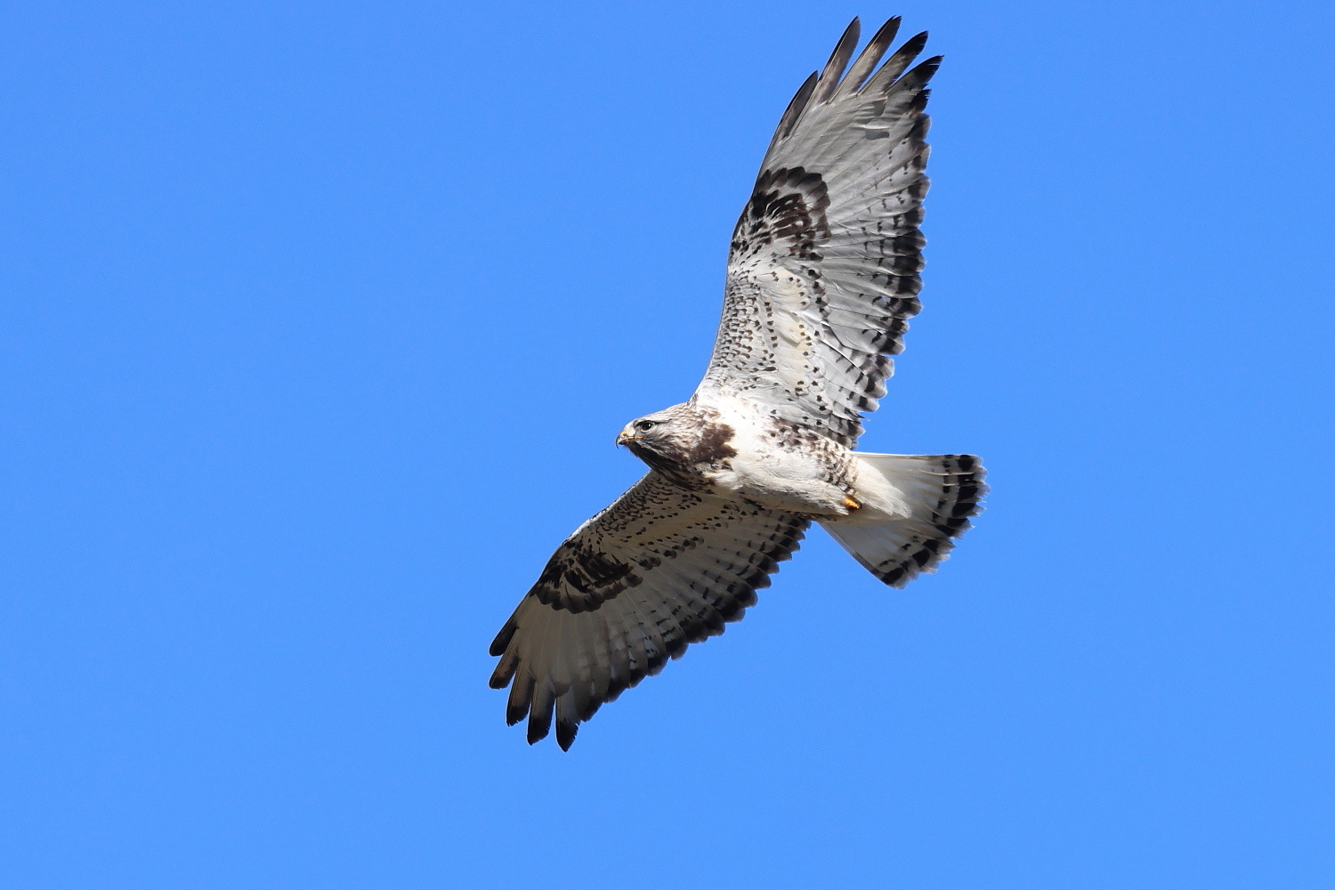 ケアシノスリ 成鳥に会えた !_f0369315_23014972.jpg