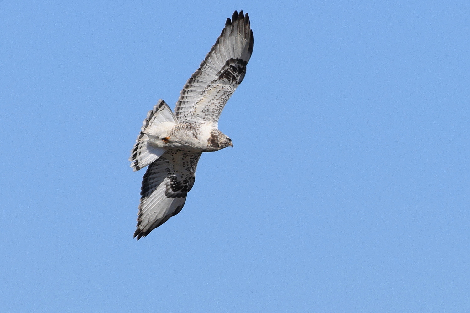 ケアシノスリ 成鳥に会えた !_f0369315_23015051.jpg
