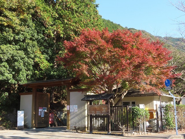 種まき権兵衛の里 紅葉 その1 撮影 12月3日 新 たもつの 趣味悠々