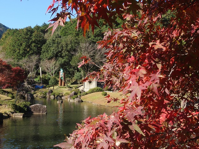 種まき権兵衛の里 紅葉 その2 撮影 12月3日 新 たもつの 趣味悠々