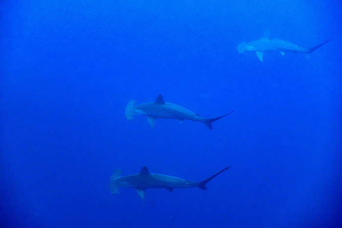 2021.01.02　またまた巽崎でハンマーーーーーーーー❕&#129416;_a0335173_10003877.jpeg