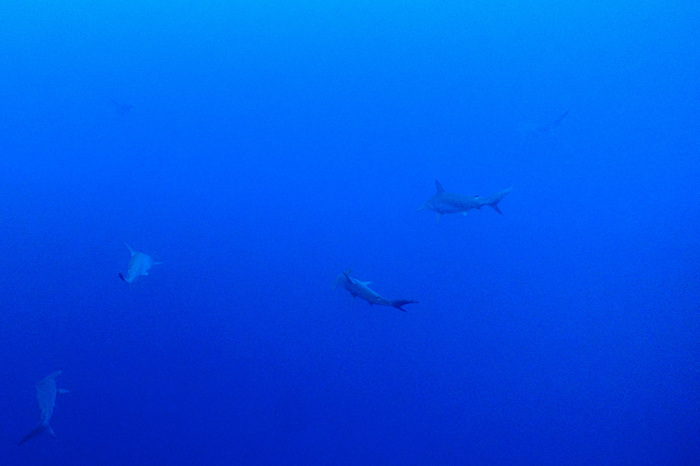 2021.01.02　またまた巽崎でハンマーーーーーーーー❕&#129416;_a0335173_10014575.jpeg