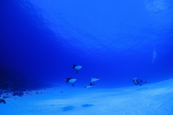 2021.01.03　はなまる２dive✌_a0335173_10022565.jpeg