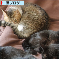 猫猫クイズ_a0389088_20115035.jpg