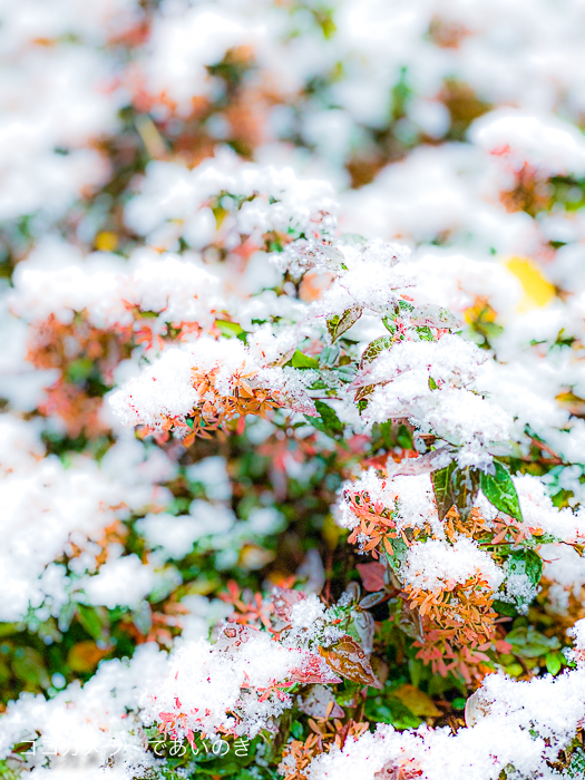 写真日記・突然の雪景色・2022.2.6_c0336400_22040162.jpg