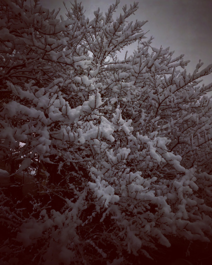 新年の初雪_c0203401_17373423.jpeg
