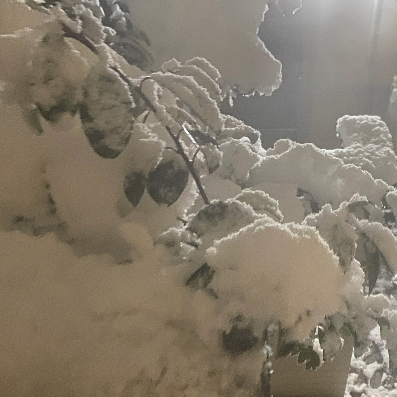 1月の展示_b0018004_19232993.jpeg