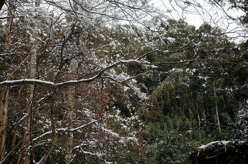 2021年滋賀県の雪景色@東近江 石馬寺_f0032011_19364580.jpg