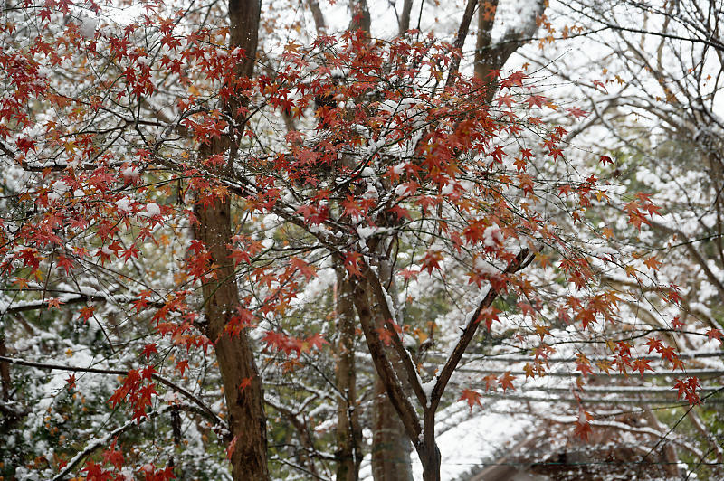 2021年滋賀県の雪景色@東近江 石馬寺_f0032011_19373660.jpg