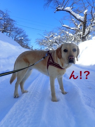 晴れたら暖房要らず。_c0182012_12311113.jpg