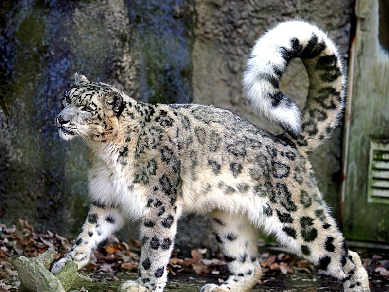 久しぶりの多摩ユキヒョウ舎 動物園放浪記