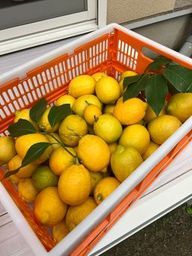 レモンの収穫がやっとできました。_a0059035_23401822.jpeg