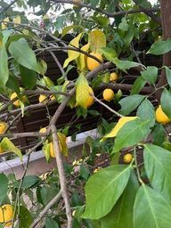 レモンの収穫がやっとできました。_a0059035_23440311.jpeg