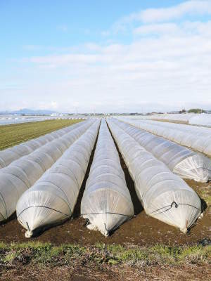 有機栽培の水田ごぼう 5月中旬よりの出荷に向け発芽後の様子を現地取材!耕運から播種までも紹介します_a0254656_18011246.jpg