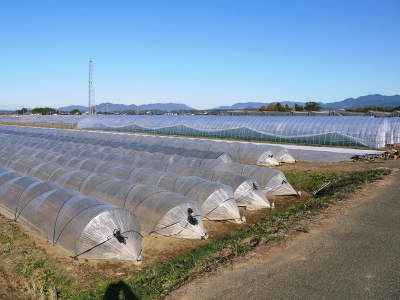 有機栽培の水田ごぼう 5月中旬よりの出荷に向け発芽後の様子を現地取材!耕運から播種までも紹介します_a0254656_18243412.jpg