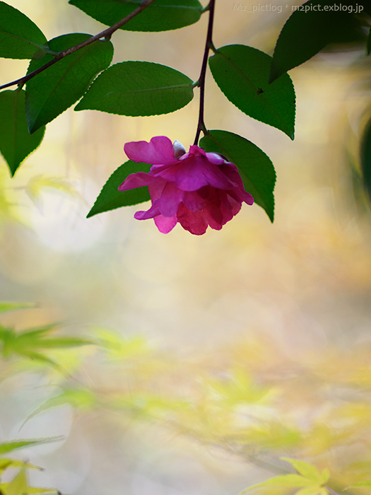 下がり山茶花と紅葉_e0097970_22192899.jpg
