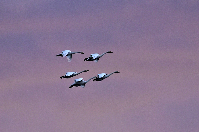 白鳥の池　２_e0064375_15455414.jpg