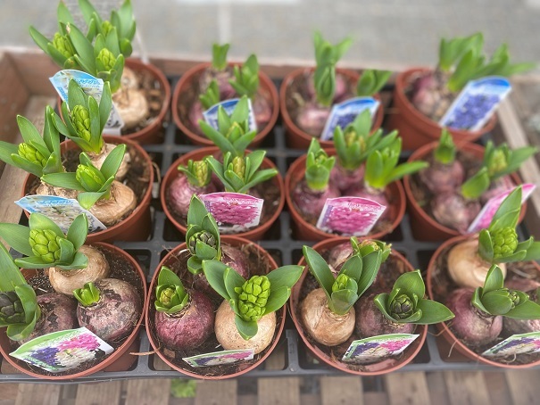 苔玉とヒヤシンス 入荷しました!_a0201358_14363195.jpg