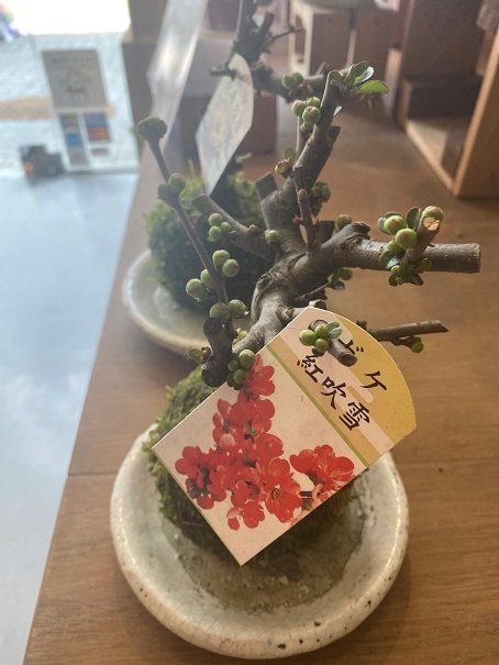 苔玉とヒヤシンス 入荷しました!_a0201358_14365698.jpg