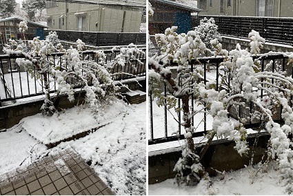 雪国生まれと南国生まれ_b0019674_21023601.jpg