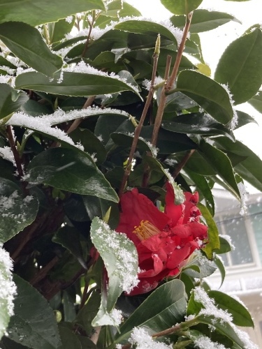 雪_c0201876_10325822.jpeg